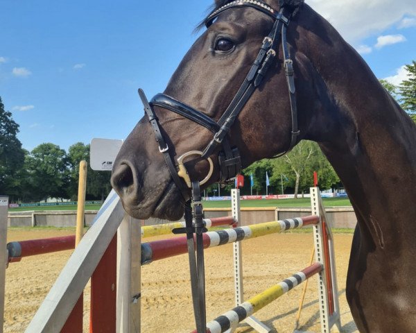 horse Sergeant Simply Black (Hanoverian, 2018, from San Amour I)
