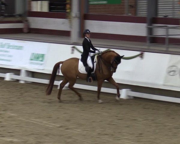 Reitturnier Marl, Hof Rohmann 2023