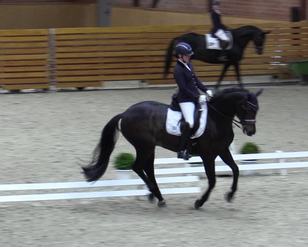 Reitturnier Hamburg-Friedrichshulde/Sylva Kuhrt 2023