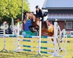 jumper Gil 20 (German Sport Horse, 2013, from Cheetano)