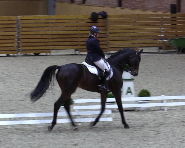 Reitturnier Hamburg-Friedrichshulde/Sylva Kuhrt 2023