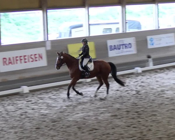 Reitturnier Urtenen-Schönbühl 2023