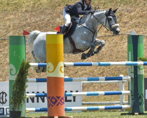 jumper Jaretina Bh (KWPN (Royal Dutch Sporthorse), 2014, from Dallas VDL Z)