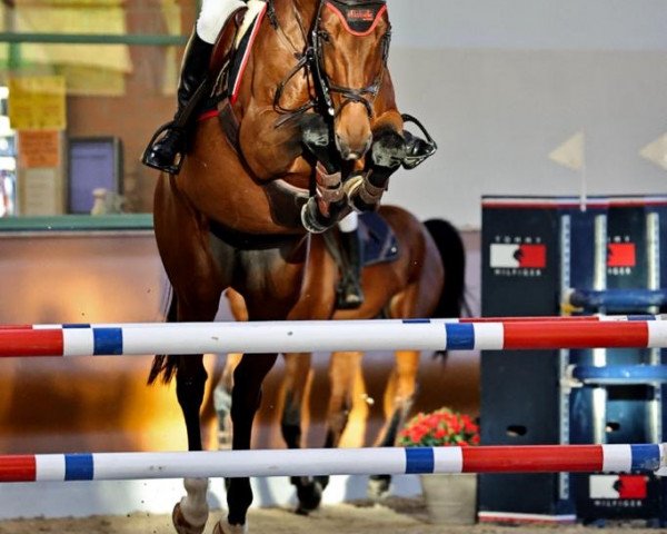 jumper Carrera Nine Eleven (Oldenburg show jumper, 2017, from Carrera VDL)