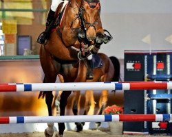 jumper Carrera Nine Eleven (Oldenburg show jumper, 2017, from Carrera VDL)