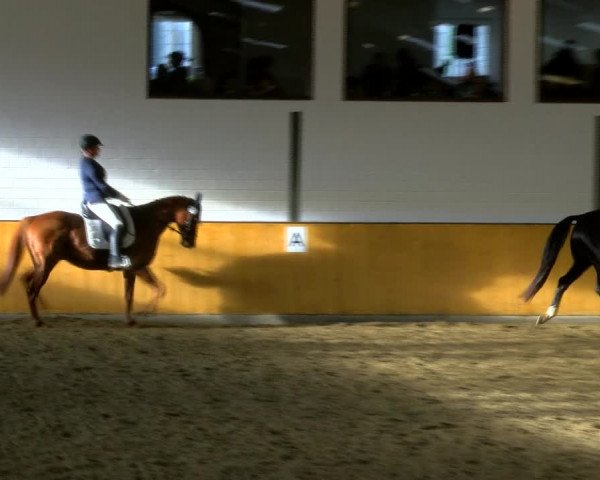 Reitturnier Frechen-Bachem 2023
