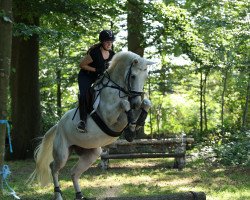 jumper Didi - Dakota (Hanoverian, 2018, from Diacontinus)
