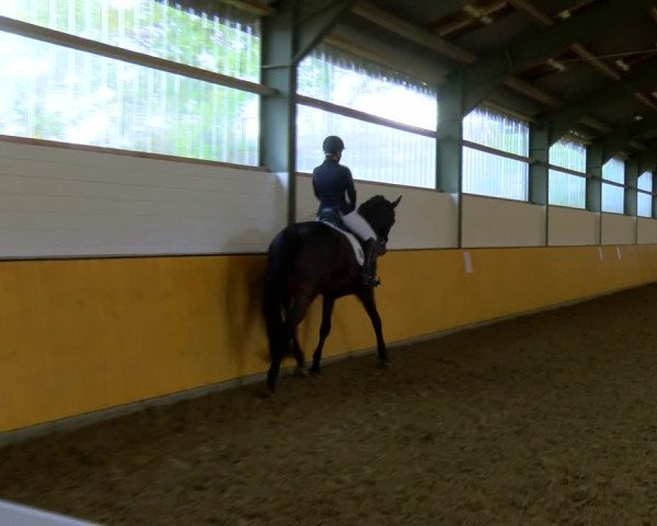 Reitturnier Frechen-Bachem 2023
