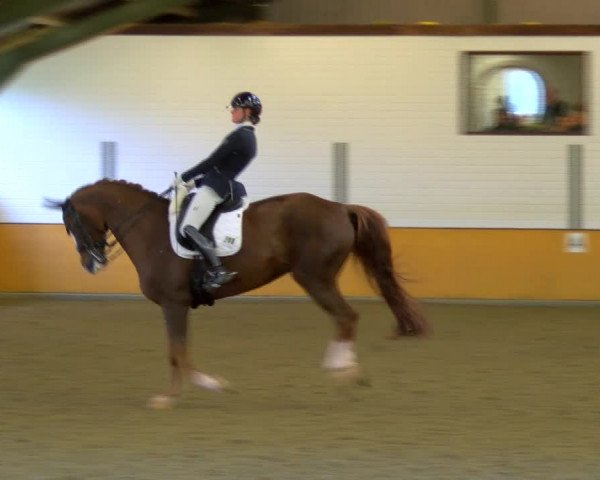 Reitturnier Frechen-Bachem 2023