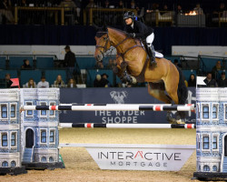 Springpferd Alano-Z (KWPN (Niederländisches Warmblut), 2012, von Andiamo)