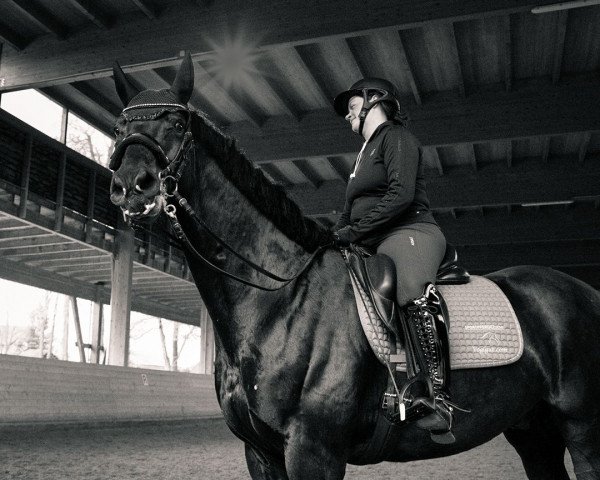 Dressurpferd Lux Maximus (Österreichisches Warmblut, 2013, von Lux As)