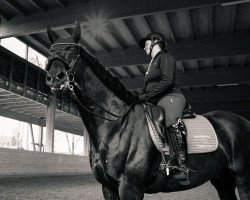 Dressurpferd Lux Maximus (Österreichisches Warmblut, 2013, von Lux As)