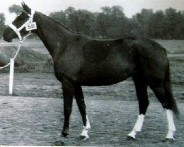 broodmare Urokoise du Bourg (Selle Français, 1986, from Guillaume Tell)