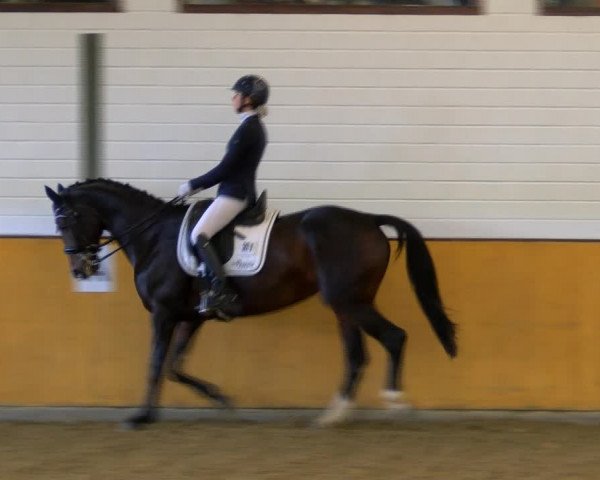 Reitturnier Frechen-Bachem 2023