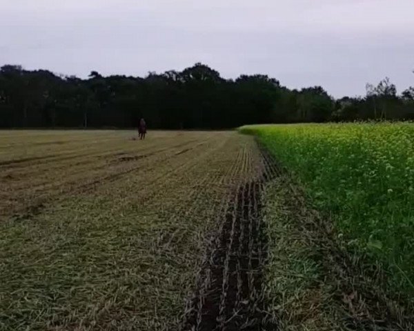 Video von Winniza 35