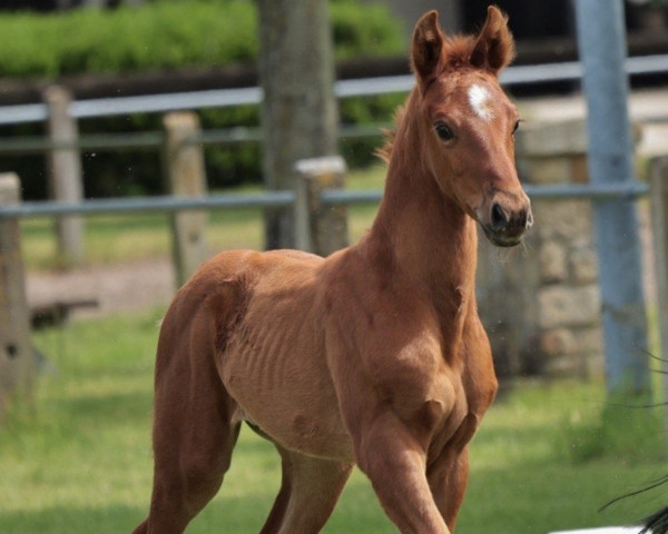 horse Vräulein Hilda (Westphalian, 2023, from Vivat Rex)