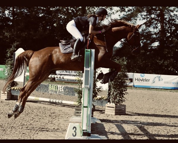 jumper Sonntag B (Trakehner, 2015, from Phlox)