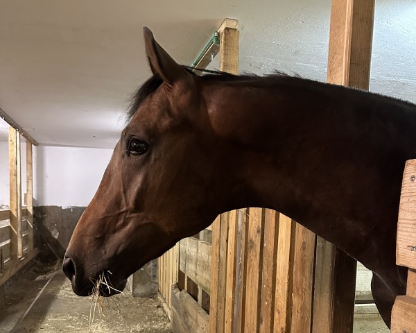 horse Royal Winner T (KWPN (Royal Dutch Sporthorse), 2021, from Fynch Hatton)