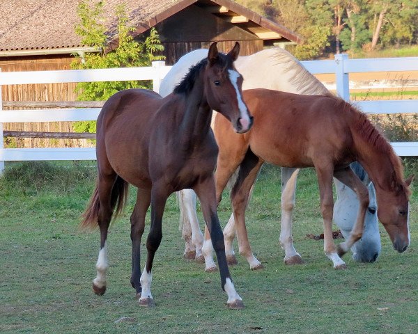 Pferd Dolby's Around B (Deutsches Sportpferd, 2022, von Darcosall de Revel)