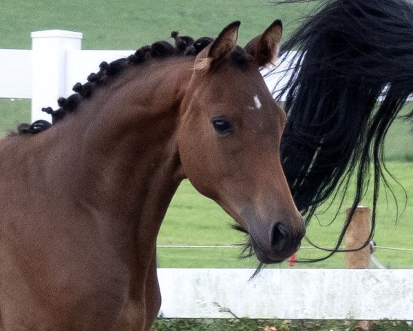 stallion Donauengel (Trakehner, 2023, from Interconti)