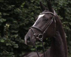 jumper Miss Dynamite (Holsteiner, 2019, from Casall Ask)
