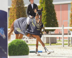Springpferd Cashmint (Holsteiner, 2015, von Casall Ask)