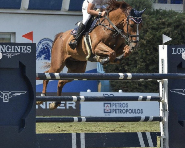 Springpferd Israel (KWPN (Niederländisches Warmblut), 2013, von Untouchable)