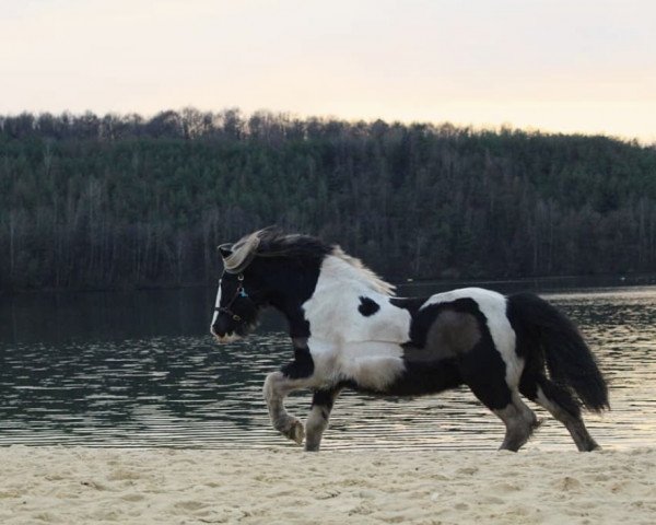 horse Winnetou (Tinker / Irish Cob / Gypsy Vanner, 2013)