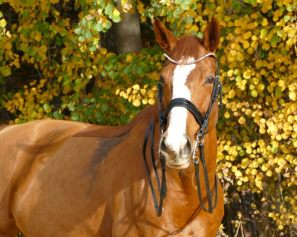 Springpferd Mandarine Von Der Wart (Österreichisches Warmblut, 2012, von Meniac)