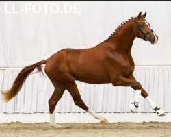 stallion Hengst von Von Und Zu / Dancier (Hanoverian, 2021, from Von und Zu)