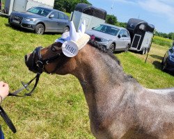 horse Langevoren Chenille (Welsh, 2010)