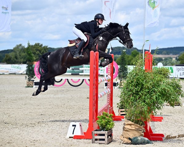 jumper Rockstar (German Riding Pony, 2016, from Kantje's Ronaldo)