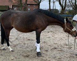 Zuchtstute Magic 257 (Deutsches Reitpferd, 2011, von Carlchen 83)