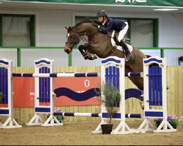 jumper Falay de Beauvois (Belgium Sporthorse, 2011, from Houston)