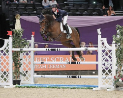 jumper True Blue (KWPN (Royal Dutch Sporthorse), 2012, from den Ham Blue R)
