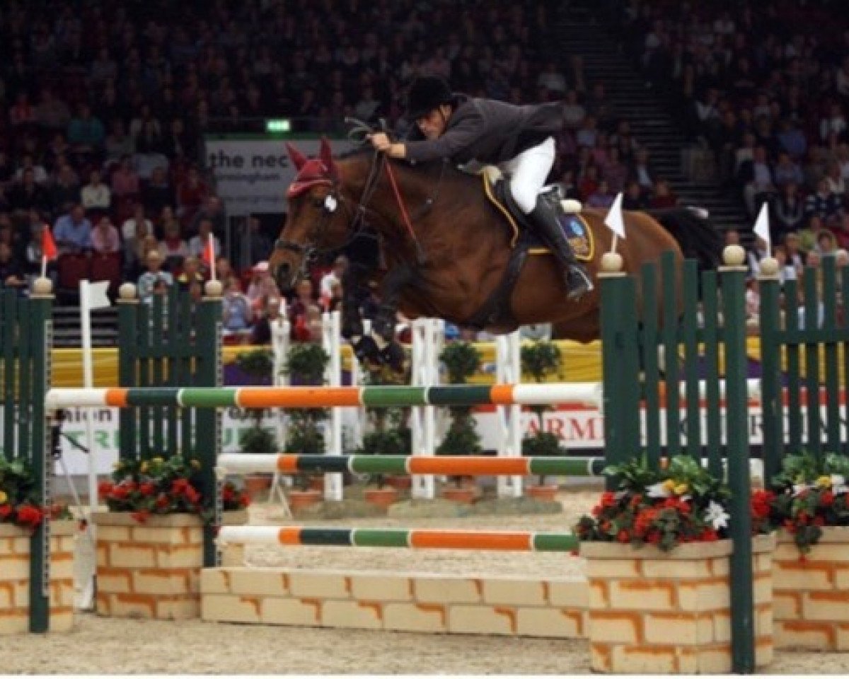 stallion Temple Tamability (KWPN (Royal Dutch Sporthorse), 2000, from Heartbreaker)