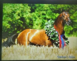 stallion Quidam's Rubin (Holsteiner, 1999, from Quidam de Revel)