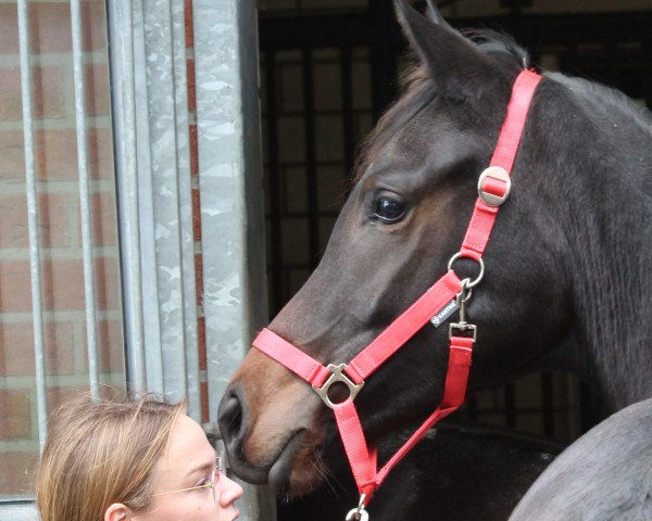broodmare Vina Ria (Westphalian, 2022, from Va' Pensiero FRH)