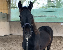 horse Legendary Indigo (Welsh-Cob (Sek. D), 2023, from Taraco Fiasco)