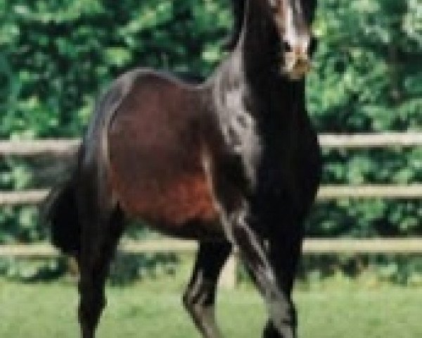 Deckhengst Off Gy (FR) (Französischer Traber, 1980, von Florestan (FR)) Deckhengst Off Gy (FR) (Französischer Traber, 1980, von Florestan (FR))