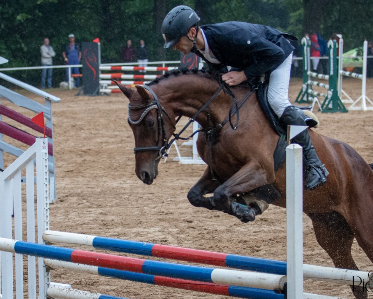 Cavallo da salto Catch Me If You Can 53 (Cavallo Sportivo Tedesco, 2017, di Campitello)
