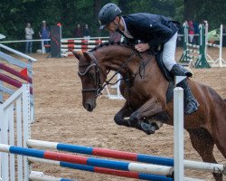 jumper Catch Me If You Can 53 (German Sport Horse, 2017, from Campitello)