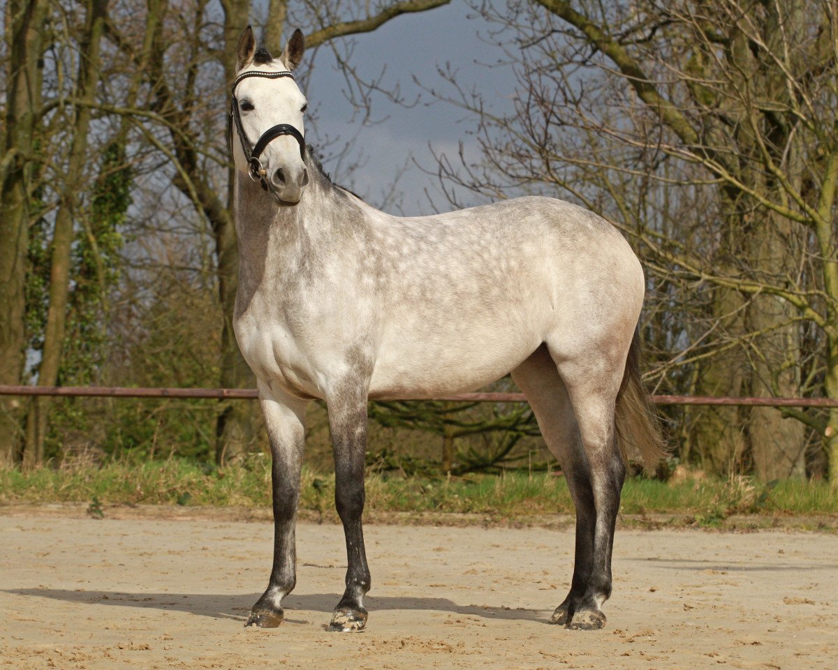 broodmare Daily Trouble K (German Riding Pony, 2010, from Dance Star AT NRW)