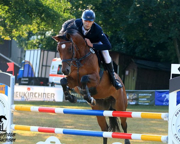 Springpferd Silbermond 41 (Deutsches Sportpferd, 2009, von Sandro Song)