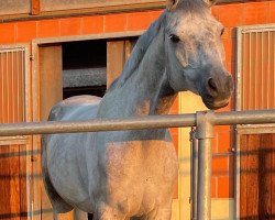 jumper Lucky's Vingino (Hanoverian, 2017, from Viscount 22)