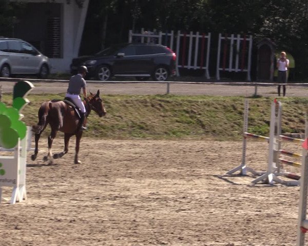 Reitturnier Lgl.-Oberhain, B95 2021