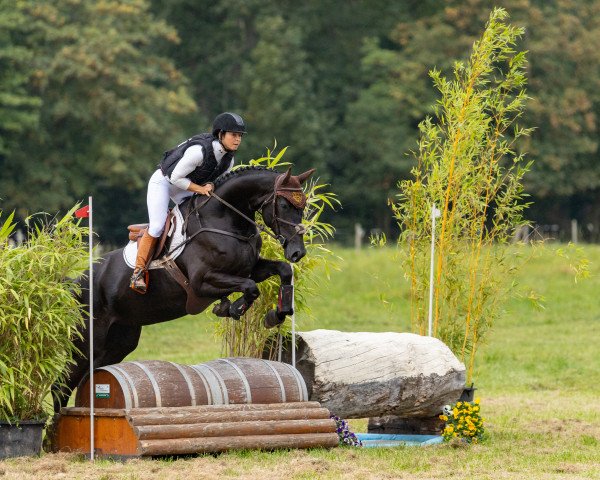 eventing horse Toffee's Black Diamond (Oldenburg, 2019, from Top Gear)