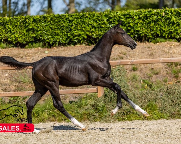 stallion Cantalupppi Siraxta Z (Zangersheide riding horse, 2022, from Cornet Obolensky)
