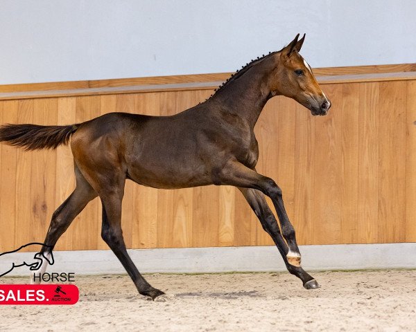 Deckhengst Carvalho Siraxta Z (Zangersheide Reitpferd, 2023, von Cornet Obolensky)