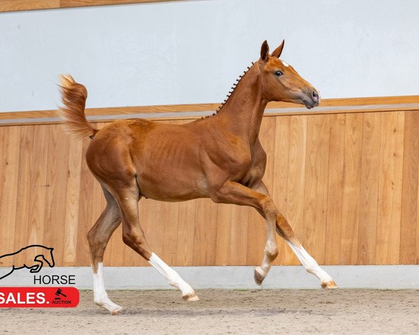 Deckhengst Esposito Siraxta Z (Zangersheide Reitpferd, 2023, von Emerald van 't Ruytershof)